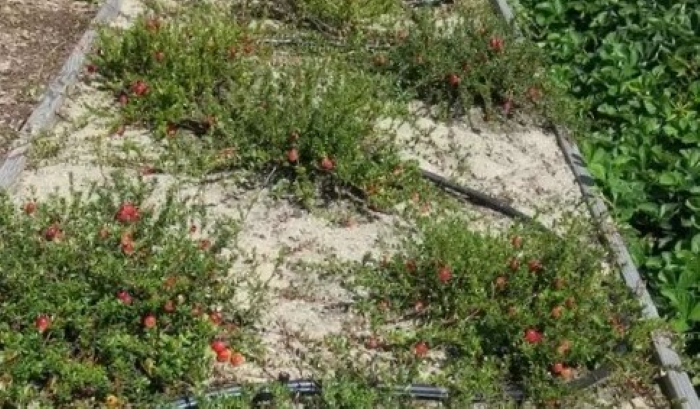 Шар піску під кущами збільшить урожайність журавлини